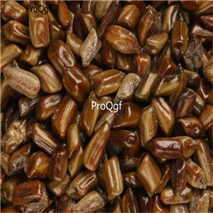 19usd Prodgf 6000Pcs A Set  Cassia juemingzi seed