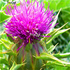 19usd Prodgf 6000Pcs A Set  Silybum Marianum Milk Thistle seed