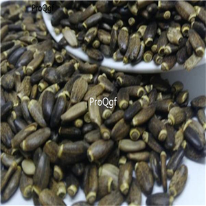 19usd Prodgf 6000Pcs A Set  Silybum Marianum Milk Thistle seed