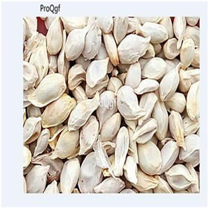 19usd Prodgf 3000Pcs A Set Sweet Kumquat seed