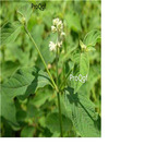 19usd Prodgf 8000Pcs A Set Cyathulae Radix seed