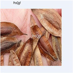 19usd Prodgf 500Pcs A Set Cortex Eucommiae Ulmoidis Eucommia seed
