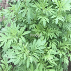 19usd Prodgf 9000Pcs A Set Nepeta Cataria seed