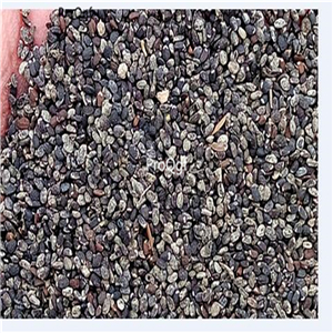 19usd Prodgf 9000Pcs A Set Nepeta Cataria seed