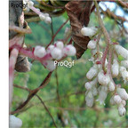 19usd Prodgf 50000Pcs A Set Dodder Cuscuta seed