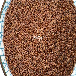 19usd Prodgf 50000Pcs A Set Dodder Cuscuta seed