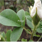 19usd Prodgf 2000Pcs A Set Cherokee Rose seed