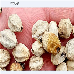 19usd Prodgf 500Pcs A Set Cherokee Rose kujie seed