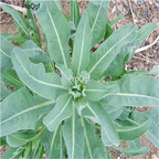 19usd Prodgf 6000Pcs A Set Indigowoad Root Radix Isatidis seed