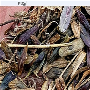 19usd Prodgf 6000Pcs A Set Indigowoad Root Radix Isatidis seed