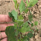 19usd Prodgf 8000Pcs A Set Premium Radix Saposhnikoviae seed