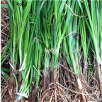 19usd Prodgf 6000Pcs A Set Rhizoma Anemarrhenae seed