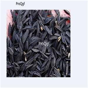 19usd Prodgf 6000Pcs A Set Rhizoma Anemarrhenae seed