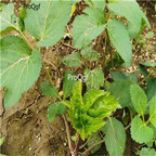 19usd Prodgf 9000Pcs A Set Radix Angelicae Dahuricae seed