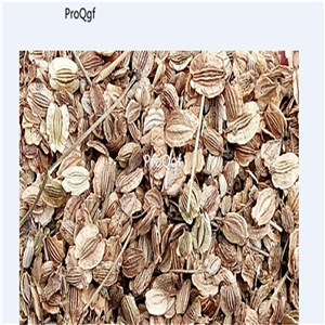 19usd Prodgf 9000Pcs A Set Radix Angelicae Dahuricae seed