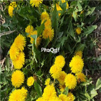 19usd Prodgf 30000Pcs A Set  yellow Taraxaci  seed