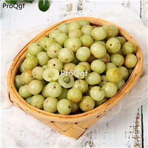 19usd Prodgf 500Pcs A Set Fructus Phyllanthi  seed