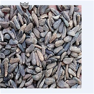 19usd Prodgf 5000Pcs A Set Gold Burdock seed