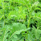 19usd Prodgf 9000Pcs A Set Wild Astragalus  seed