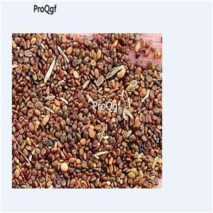 19usd Prodgf 9000Pcs A Set Wild Astragalus  seed