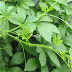 19usd Prodgf 3000Pcs A Set Gynostemma Pentaphyllum seed