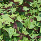 19usd Prodgf 30000Pcs A Set Perilla Frutescens seed