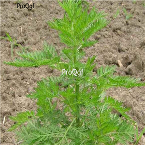 19usd Prodgf 9000Pcs A Set Artemisia Annua  Sweet Wormwood seed