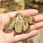 19usd Prodgf 500Gram A Set Radix Aucklandiae