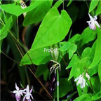 19usd Prodgf 6000Pcs A Set Epimedium tusizi seed