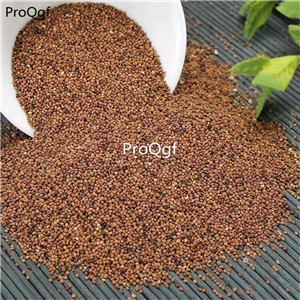 19usd Prodgf 6000Pcs A Set Epimedium tusizi seed