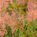 19usd Prodgf 500Pcs A Set smoketree seed