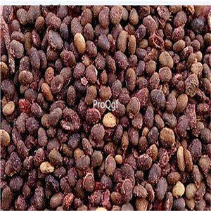 19usd Prodgf 500Pcs A Set smoketree seed