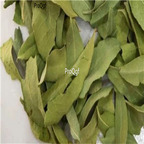19usd Prodgf 300Gram A Set Apocynum Tea luobuma powder