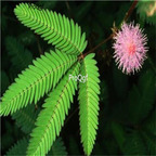 19usd Prodgf 3000Pcs A Set  Natural Mimosa  seed