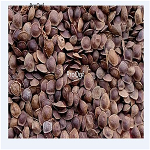 19usd Prodgf 3000Pcs A Set  Natural Mimosa  seed