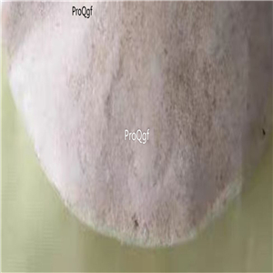 19usd Prodgf 300Gram A Set Mangosteen  powder