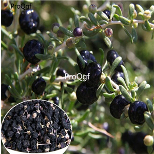19usd Prodgf 3000Pcs A Set  Black Wolfberry seed