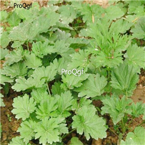 19usd Prodgf 8000Pcs A Set motherwort seed