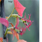 39usd Prodgf 2000Pcs A Set Alchornea davidii seed