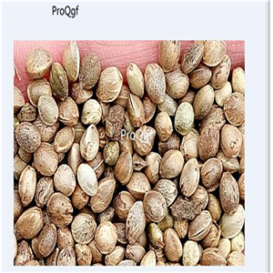 39usd Prodgf 2000Pcs A Set Alchornea davidii seed
