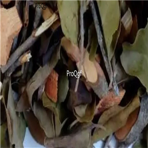 19usd Prodgf 300Gram A Set Alchornea davidii