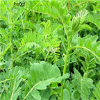 19usd Prodgf 3000Pcs A Set Wild Astragalus seed