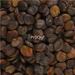 19usd Prodgf 3000Pcs A Set Wild Astragalus seed