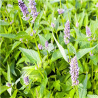 19usd Prodgf 6000Pcs A Set Pogostemon Cablin Patchouli  seed