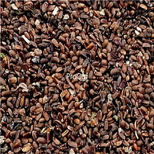 19usd Prodgf 6000Pcs A Set Pogostemon Cablin Patchouli  seed