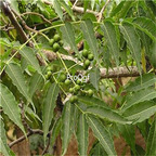 19usd Prodgf 6000Pcs A Set Corktree cebai seed