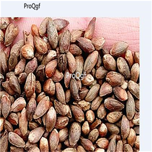 19usd Prodgf 6000Pcs A Set Corktree cebai seed