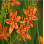 19usd Prodgf 6000Pcs A Set Rhizoma Belamcandae seed