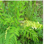 19usd Prodgf 6000Pcs A Set Radix Sophorae Flavescentis seed