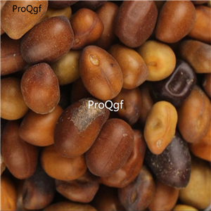 19usd Prodgf 6000Pcs A Set Radix Sophorae Flavescentis seed